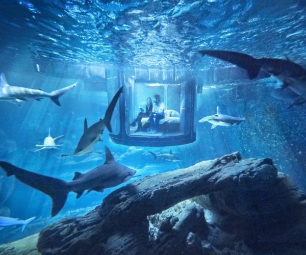02_insideaquarium_nofred-1080×675 02_insideaquarium_nofred-1080x675
