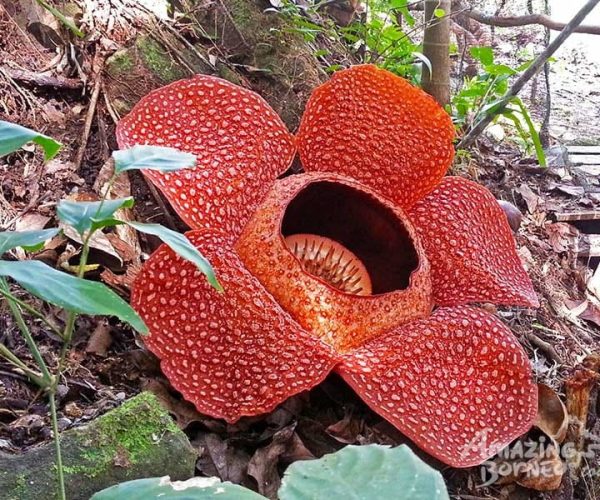 2-tambunan-rafflesia-centre 2-tambunan-rafflesia-centre